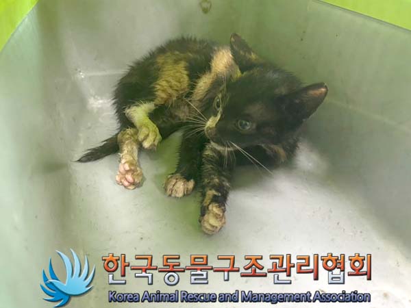 [고양이] 한국 고양이 서울-서대문-2024-00077 유기동물 배경 이미지 입니다.